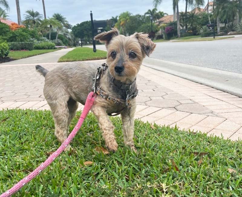 Dog on the leash.