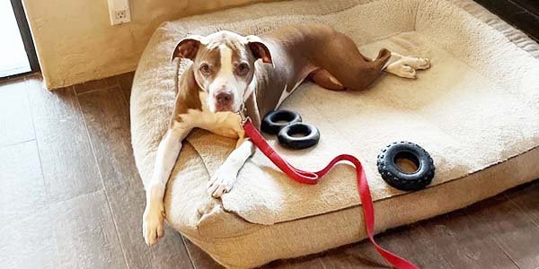 Dog laying down with some toys. 