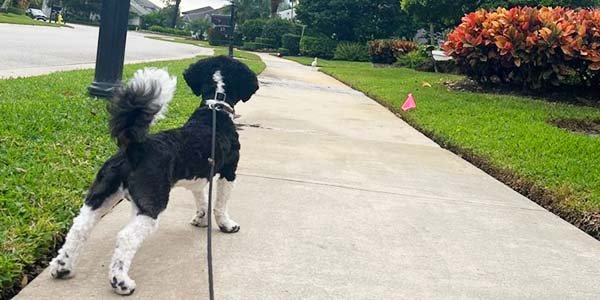 Dog walking on the leash. 