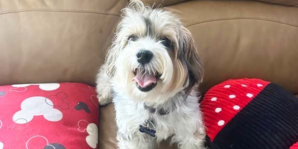 A dog is on the sofa smiling. 