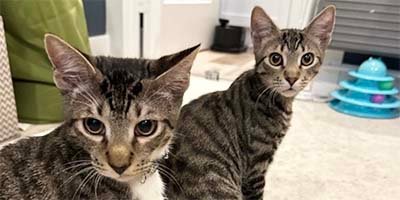 Two cute cats waiting for their pet sitter