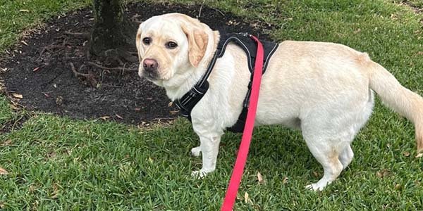 A dog is walking with a dog walker. 