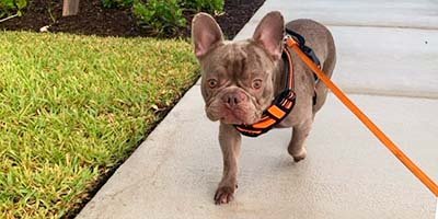 a dog is walking with his dog walker