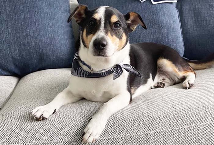 Dog sitting happily in the pet sitter's home