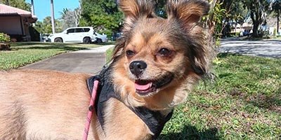 Dog is walking as part of her daily routine