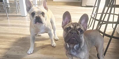 two dogs socializing in the pet sitter's home