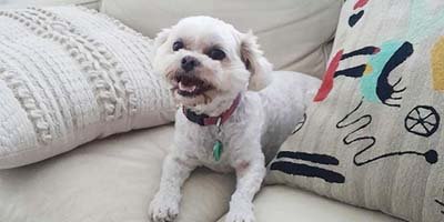 happy dog at home on the sofa