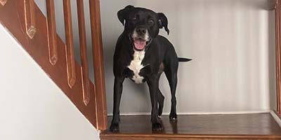 Friendly dog waiting for the dog walker at home