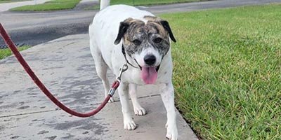 a dog walking a long distance