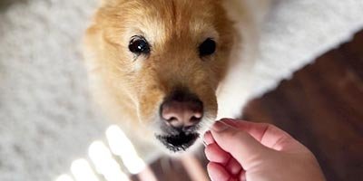 pet sitter meeting a dog 