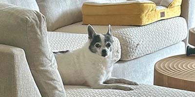 Dog sleeping on bed