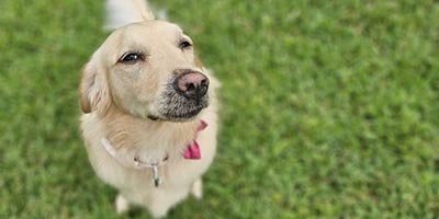 Pet sitting photo update of a handsome dog