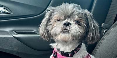 dog sitting in a car