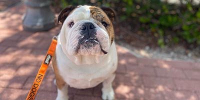 english bulldog on the leash