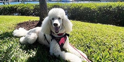 Dog relaxing on the grass during dog boarding in the pet sitter's home