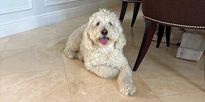 dog-boarding-in-cooper-city-fl dog boarding in Cooper City FL