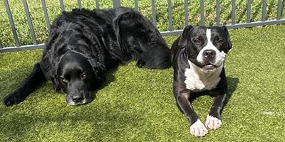 dog-boarding-in-deerfield-beach-fl dog boarding in deerfield beach fl