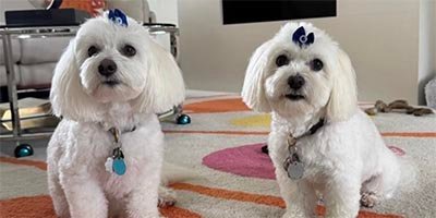 dog boarding in Margate FL dog boarding in Margate FL