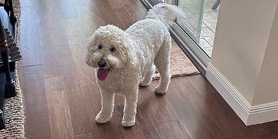 dog-boarding-in-wilton-manors-fl dog boarding in Wilton Manors FL
