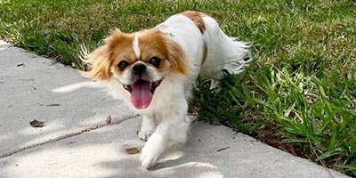 overnight pet sitting in Deerfield Beach FL overnight pet sitting in Deerfield Beach FL