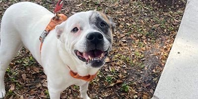 overnight-pet-sitting-in-cooper-city-fl overnight pet sitting in Cooper City FL