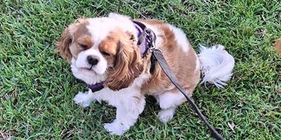 overnight-pet-sitting-in-coral-springs-fl overnight pet sitting in Coral Springs FL