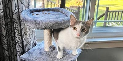 overnight-pet-sitting-in-davie-fl overnight pet sitting in Davie FL