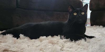 overnight-pet-sitting-in-fort-lauderdale-fl overnight pet sitting in fort lauderdale fl