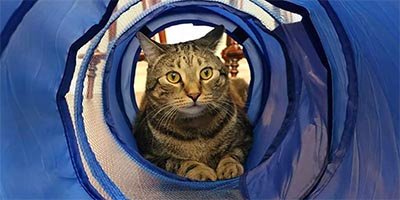 overnight pet sitting in lighthouse point fl