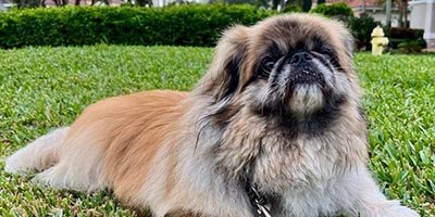 overnight-pet-sitting-in-margate-fl overnight pet sitting in Margate FL