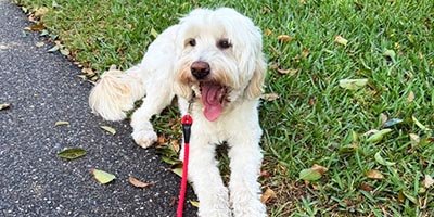 overnight-pet-sitting-in-oakland-park-fl overnight pet sitting in Oakland Park FL