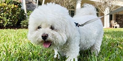 overnight-pet-sitting-in-parkland-fl overnight pet sitting in parkland fl