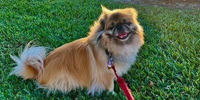 overnight-pet-sitting-in-plantation-fl overnight pet sitting in plantation fl
