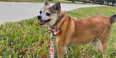 overnight pet sitting in Pompano Beach FL overnight pet sitting in Pompano Beach FL