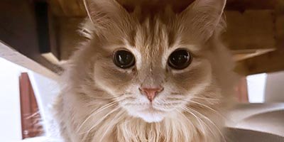 overnight-pet-sitting-in-sunrise-fl overnight pet sitting in Sunrise FL