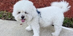overnight pet sitting in Wilton Manors FL