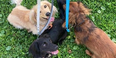 pet-sitting-in-Deerfield-beach-fl pet sitting in deerfield beach fl