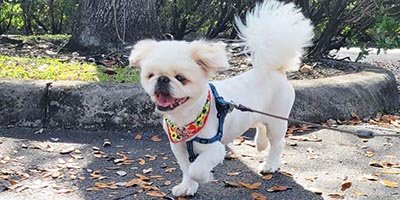 pet-sitting-in-Oakland-park-fl pet sitting in Oakland Park FL