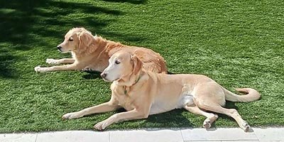 pet-sitting-in-cooper-city-fl pet sitting in Cooper City FL