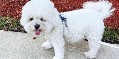 pet-sitting-in-coral-springs-fl pet sitting in coral springs fl
