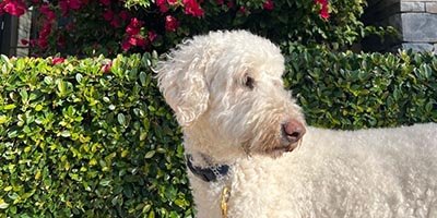 pet-sitting-in-fort-lauderdale-fl pet sitting in fort lauderdale fl