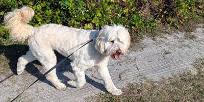 pet-sitting-in-hillsboro-beach-fl pet sitting in hillsboro beach fl