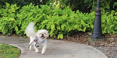 pet sitting in Lighthouse Point FL