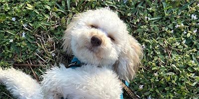 pet sitting in Margate FL pet sitting in Margate FL