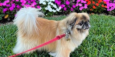 pet-sitting-in-parkland-fl pet sitting in Parkland FL