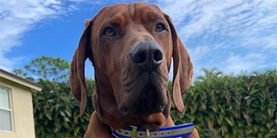 pet sitting in plantation fl pet sitting in plantation fl