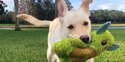 pet sitting in Pompano Beach FL pet sitting in Pompano Beach FL