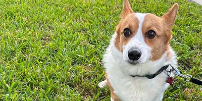 pet-sitting-in-southwest-ranches-fl pet sitting in Southwest Ranches FL