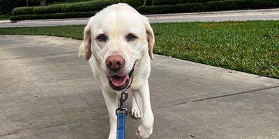 pet-sitting-in-sunrise-fl pet sitting in Sunrise FL