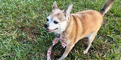 pet-sitting-wilton-manors-fl pet sitting in Wilton Manors FL